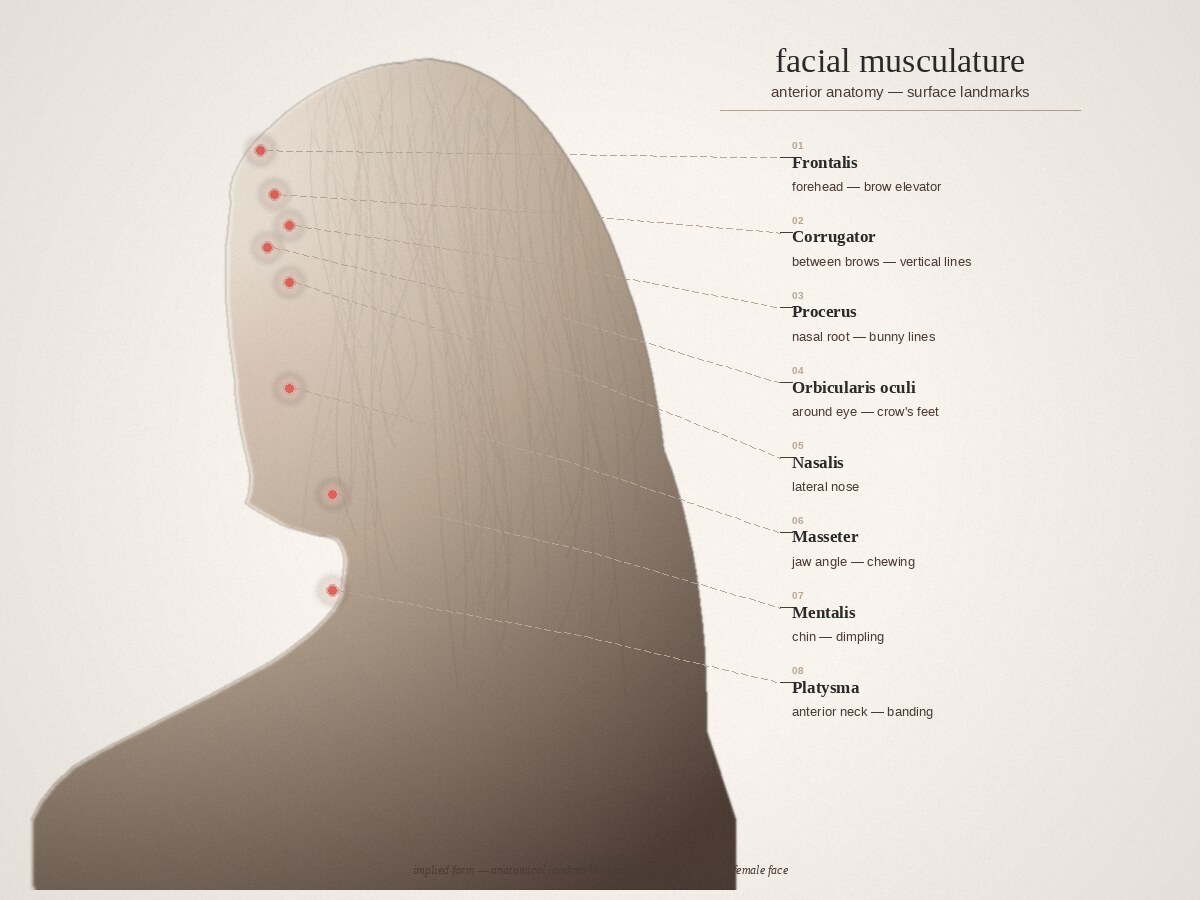 Anatomical diagram of the eight facial muscles most commonly treated with Botox: frontalis, corrugator, procerus, orbicularis oculi, nasalis, masseter, mentalis, platysma
