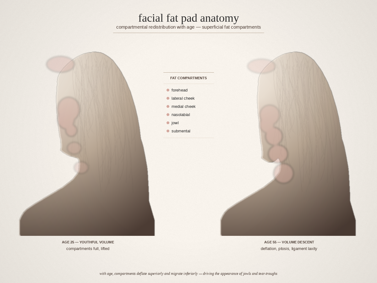 Facial fat pad anatomy comparing age 25 and age 55 showing volume descent, deflation, and compartment changes
